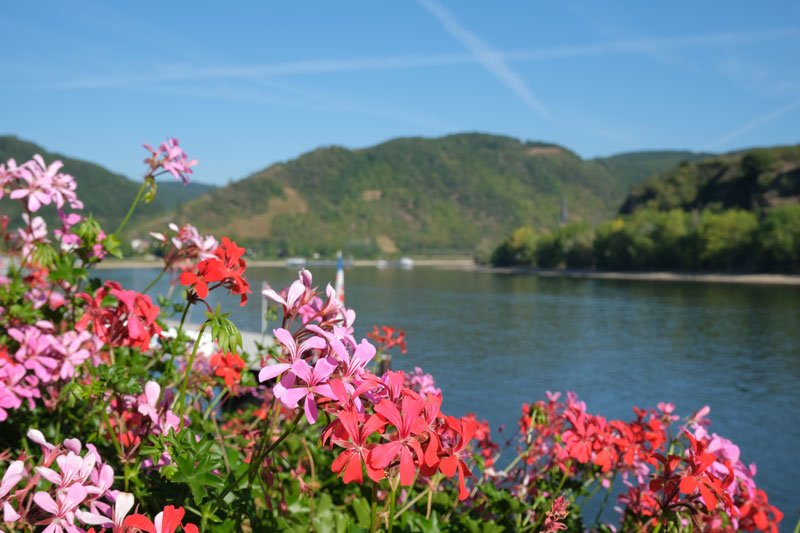 pink and red flowers along the rhine riverfront promenade in  boppard germany