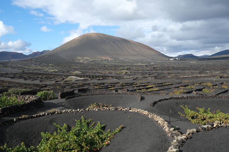 semi-circular craters with low stone walls in a volcanic landscape in the Canary Island of Lanzarote, Spain