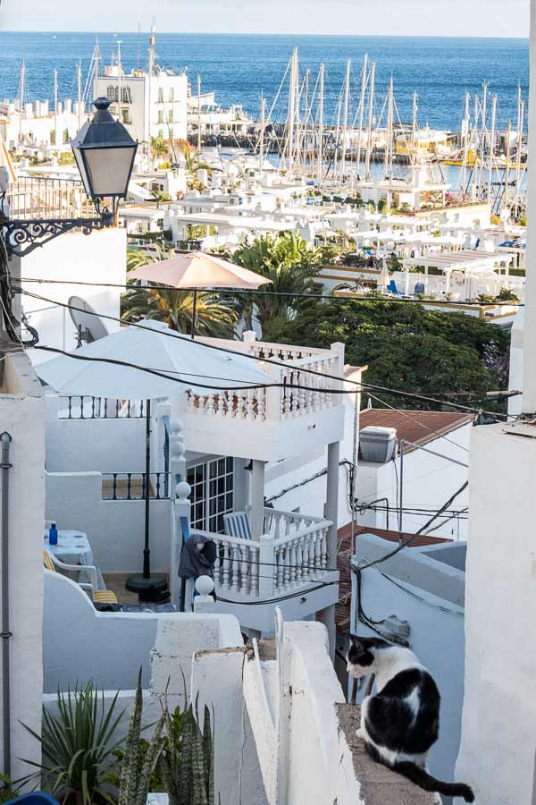 cat sitting on wall and whitewashed houses along a lane leading down to a marina in distance