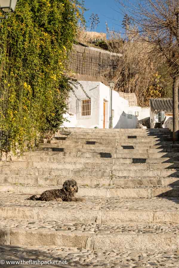 Spain 46 dog lying on set of stone steps leading up to whitewashed buildings