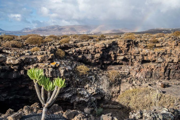 large cactus in front of the volcnaic landscape of lanzarote