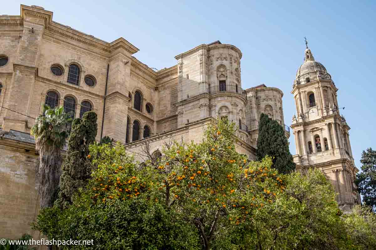exterior of malaga cathedral with tower and orange trees