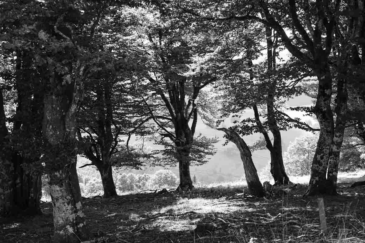 black and white image of a sun dappled tree glade