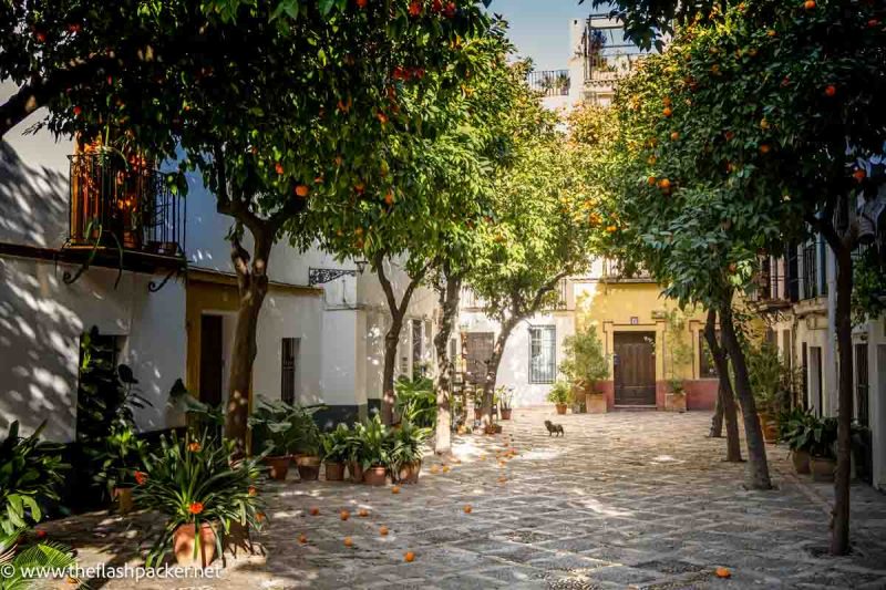 A Perfect 3 Days in Seville: Itinerary & Tips 1 small dog in pretty square lined with orange trees seen as part of 3-day seville itinerary