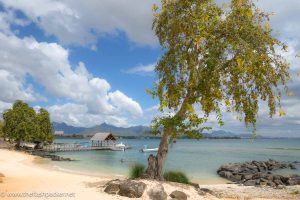 large tree on a sandy beach with jetty in background