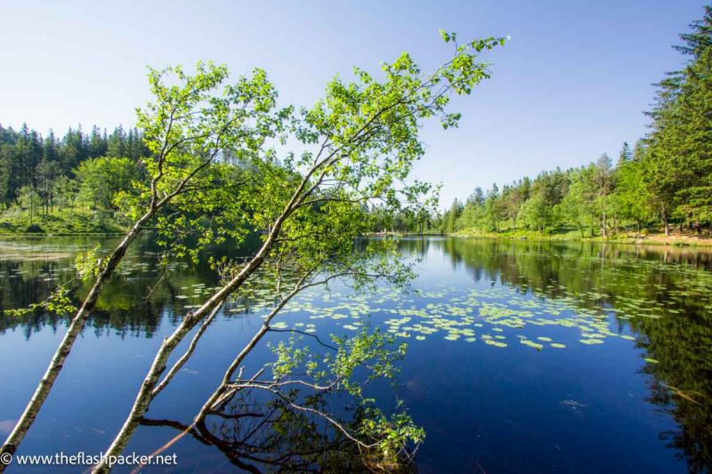 greenery reflected in deep blue water of lake
