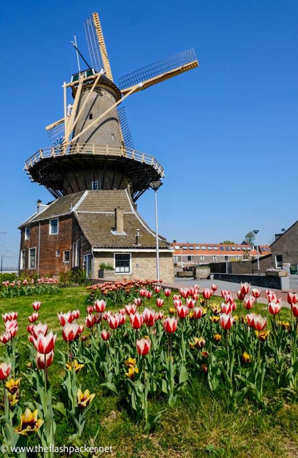 windmill and tulips in delft in netherlands