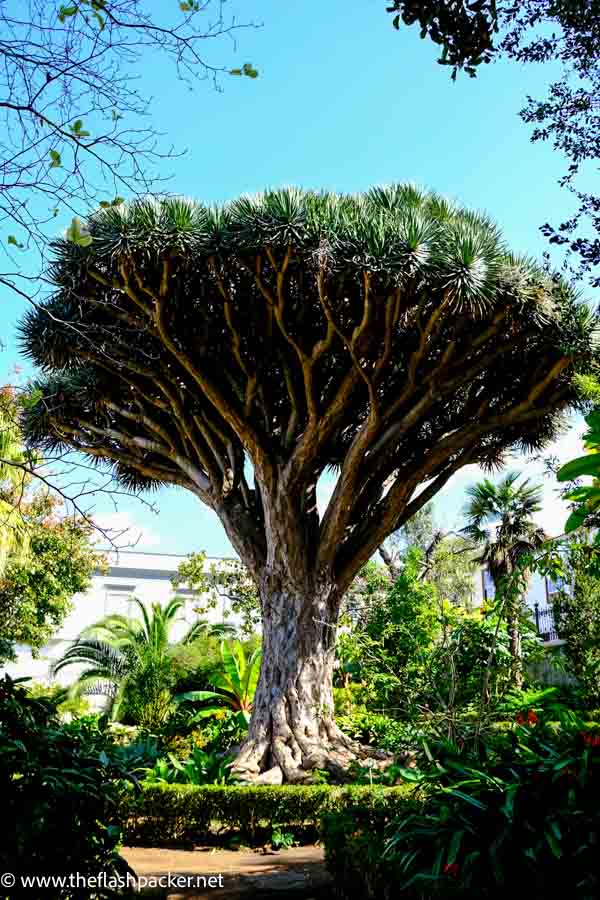 a large dragon tree under a blue sky