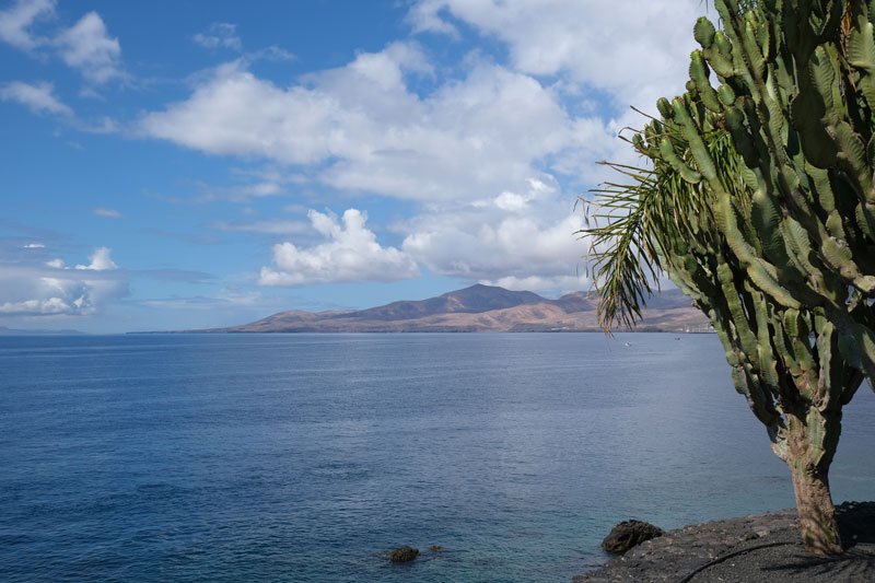 large cactus tree in front of ocean under blue sky with a few clouds with red volcanic landscape in the distance
