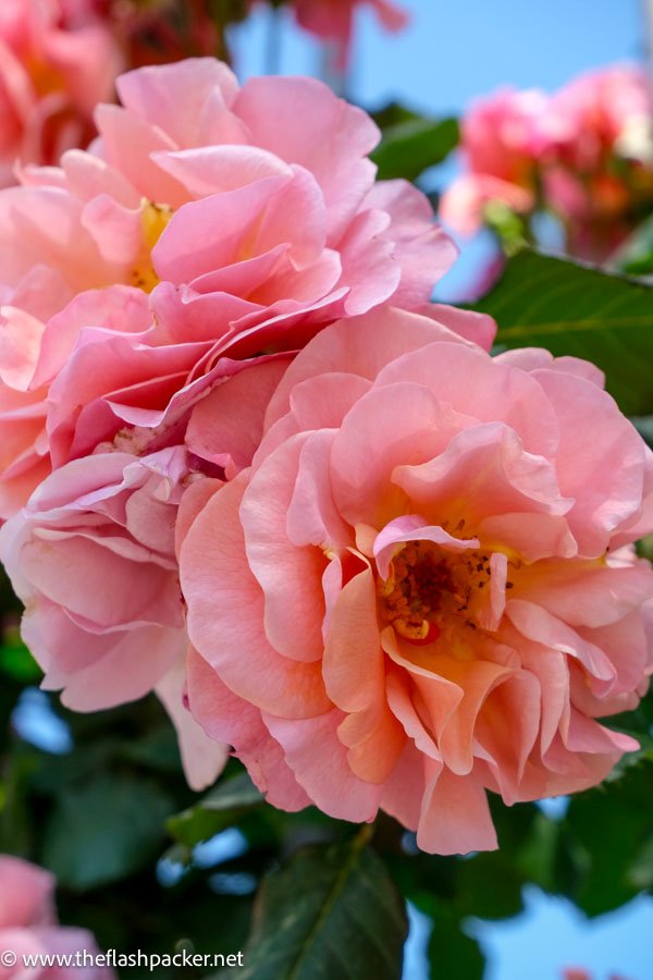 10 Fabulous Free Things to Do in Bern in One Day 8 bright pink roses