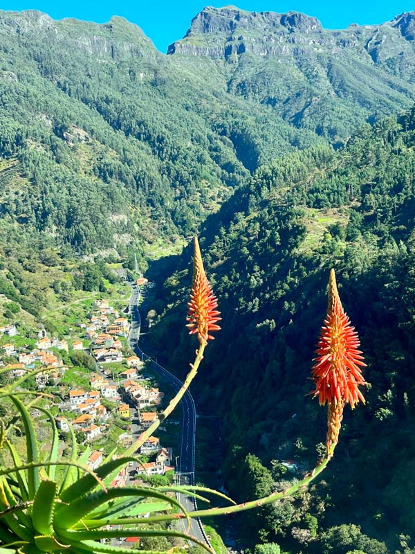 orange flowers of cactus plant in front of deep valley covered in tress