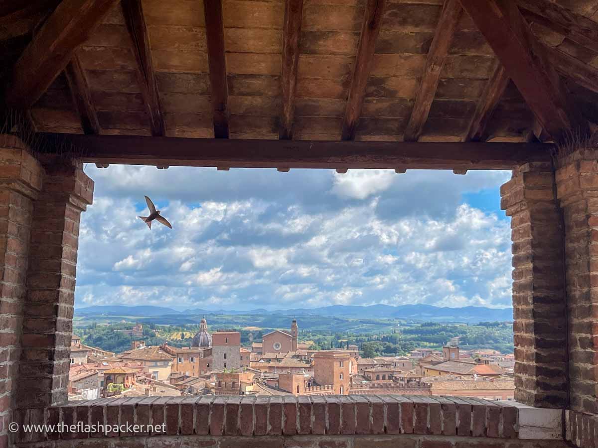 What to Do in Siena: A Tuscan Treasure 1 panoramic view of rooftops of siena through an opening with a bird flying overhead
