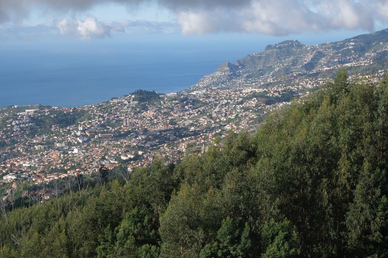 aerial view of funchal in madeira with trees in foreground