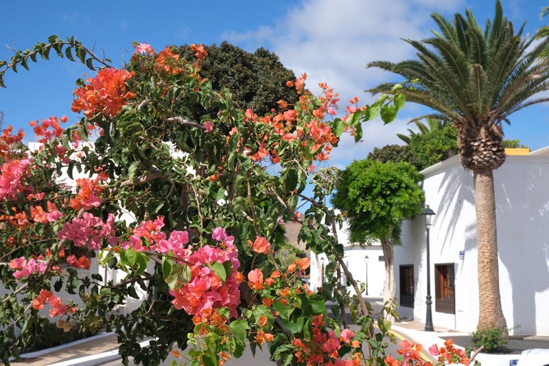 vibrant pink and red flowers in front of whitewashed buildings and palm trees in  Yaiza Lanzarote